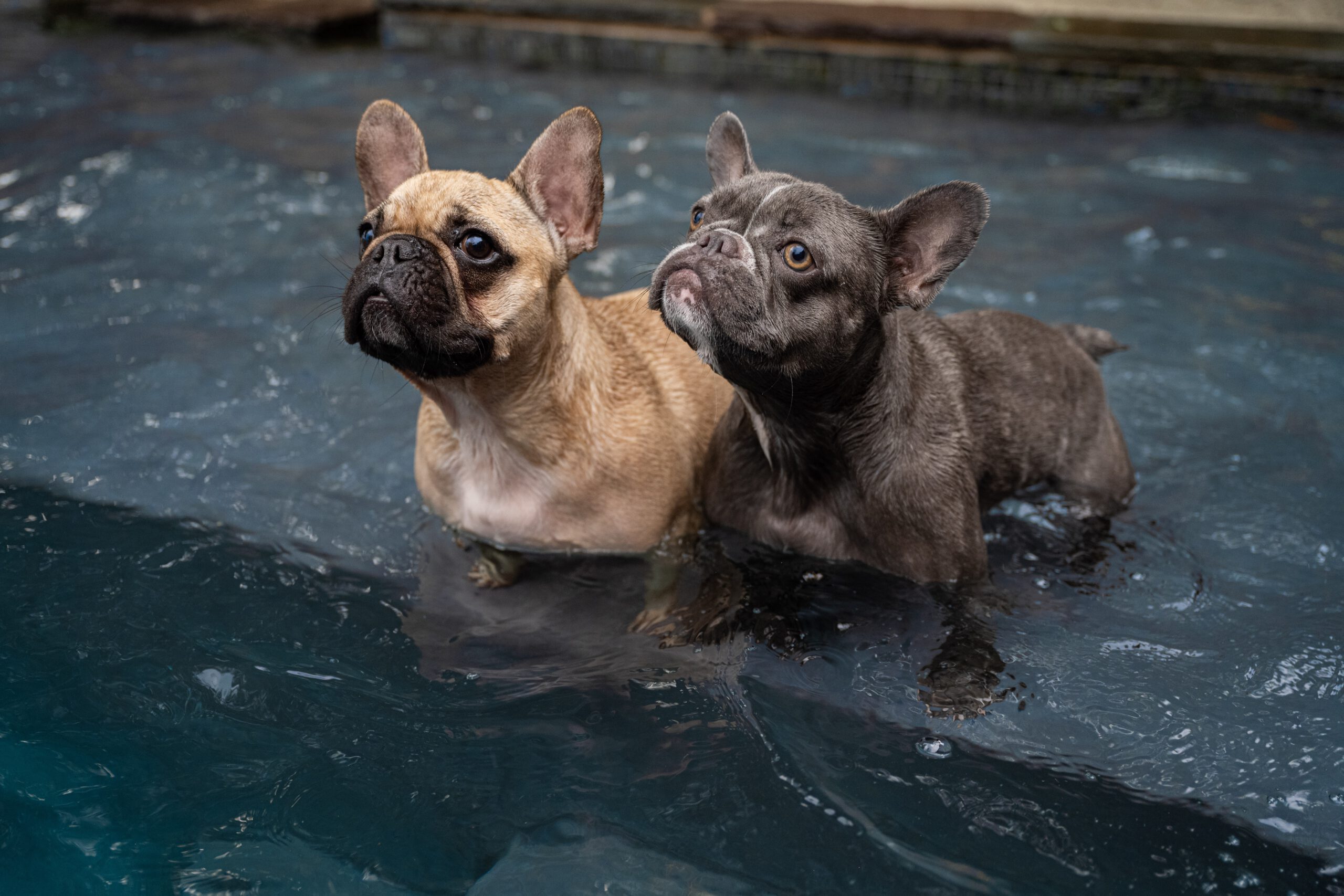 מה זה פיזיותרפיה במים לכלבים?