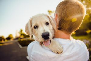 10 הסיבות הטובות ביותר לאמץ כלב – IPD אילוף כלבים ופנסיון לכלבים