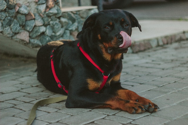 כל האמת על כלבים מסוכנים – IPD פנסיון ובית אילוף לכלבים