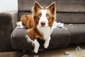חרדת נטישה אצל כלבים – אבחון וטיפול בתופעה