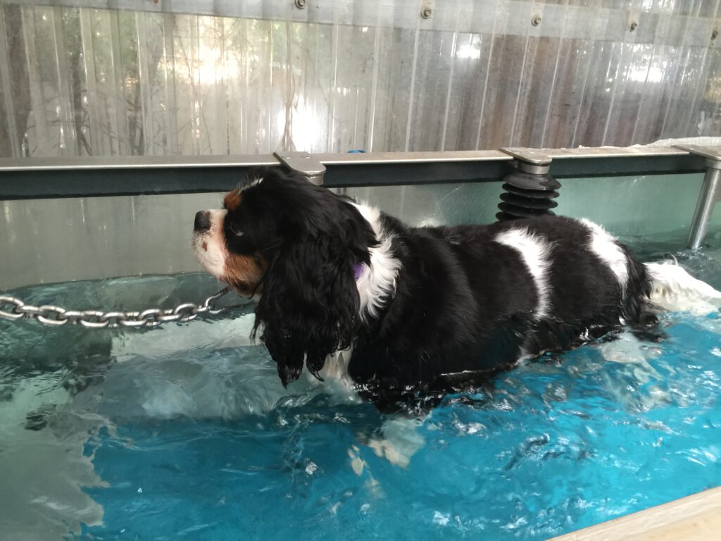פיזיותרפיה לכלבים במים